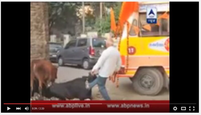 Video clip showing VHP workers kicking cow goes viral.