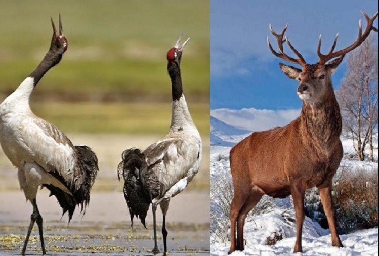 J&K To Get Its New State Bird Soon