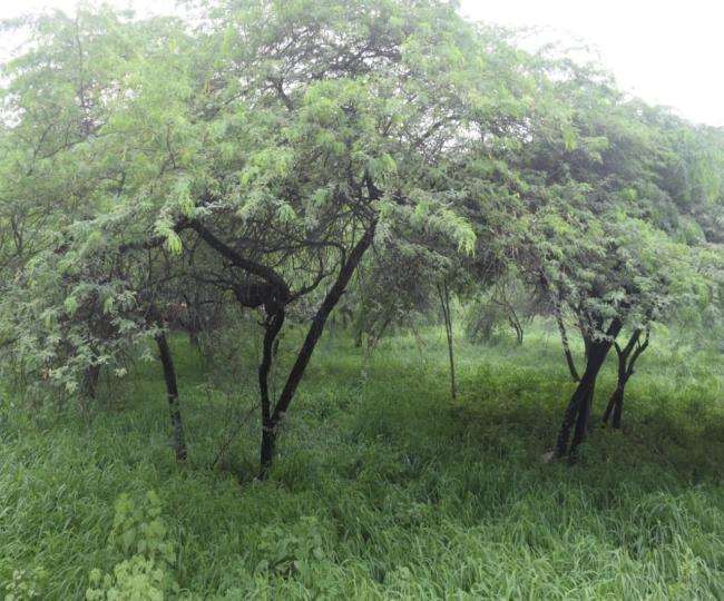 Large Number of ‘kikar’ Trees from Handwara Nursery Cut Down by Unknown People.