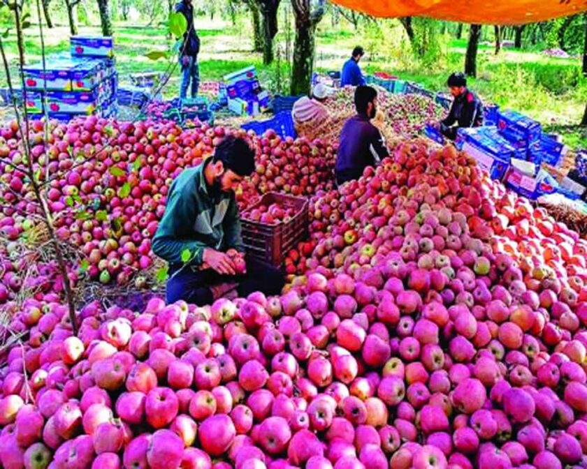 Seeing Red: Kashmiri Apple Industry Suffers Amid Import of Iranian Apples.