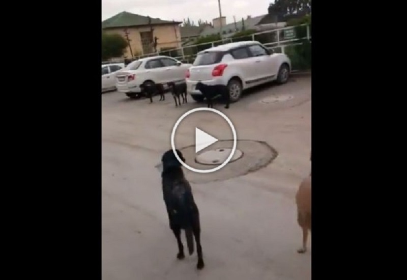 WATCH VIDEO: Doctors Face Dog Threat Outside SMHS Hospital.