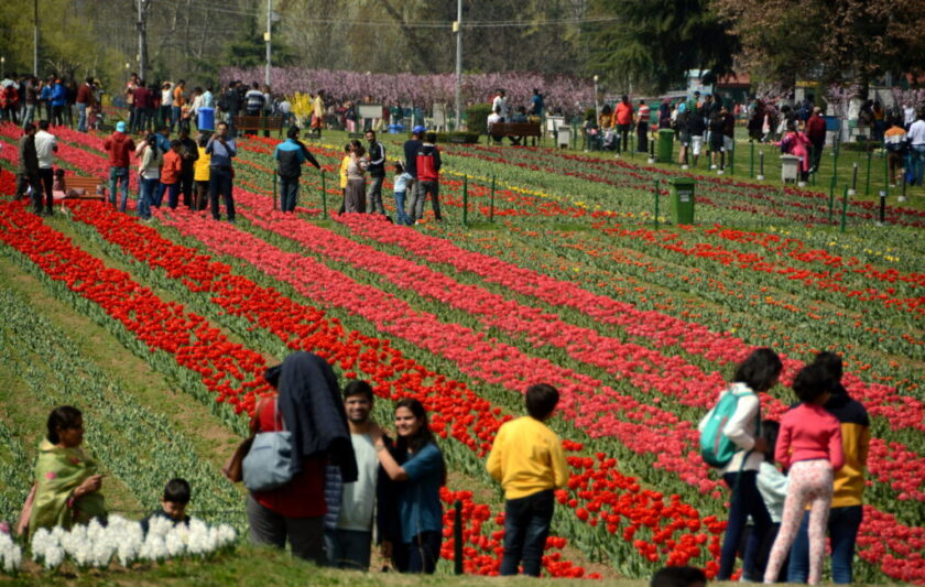 In 9 days, 1,17,000 people visit Tulip garden