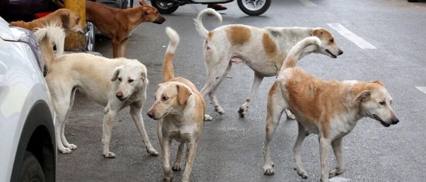 Beware of Dog: Kashmir reports 2780 Dog Bite Cases This Year.