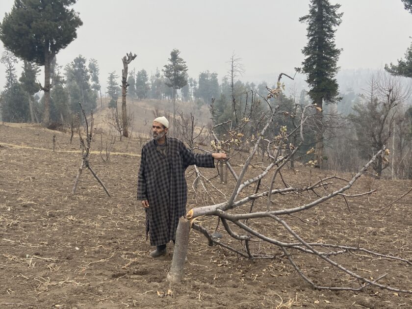 Over 200 Apple Trees Cut Down in Budgam, Farmers Say 26 Year Old Rates Applied For Compensation