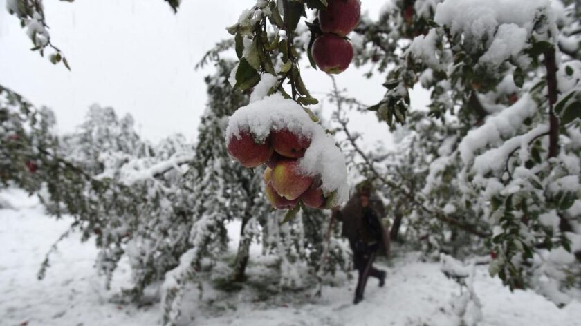 Early Snowfall: Apple Growers Await Compensation; Admin Claims It Already Paid off.