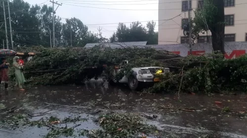 Poplar-Tree-Falls-Load-Carrier-Bemina