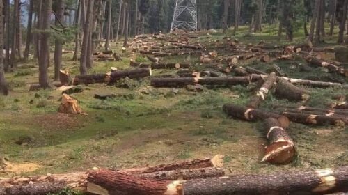 Trees cut down srinagar ring road