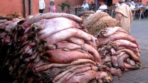 animal hides eid