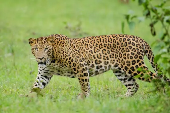 Leopard Injures Six People In 24 Hours In Anantnag Village.