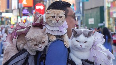 WATCH VIDEO: Man Travels The World With His Three Cats.