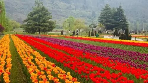 Fountain channel of Tulip Garden extended to 3rd terrace this year Kashmirdigits