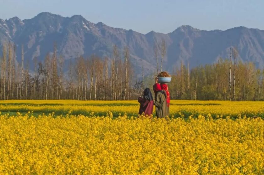 Farmers expect better income as mustard fields in full bloom