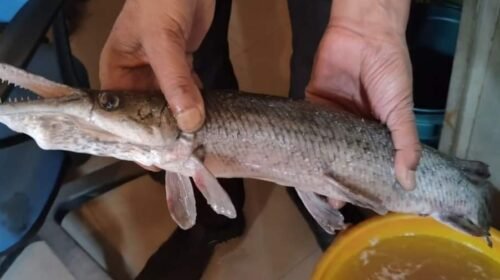 In a first, ‘Alligator Gar’ fish found in Dal Lake Kashmirdigits