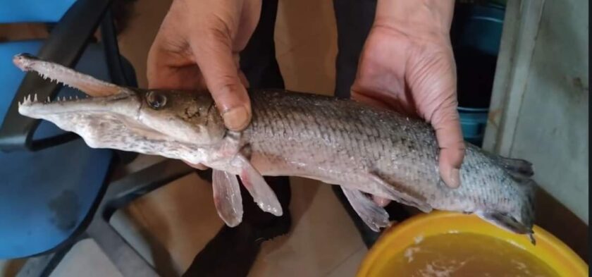 In a first, ‘Alligator Gar’ fish found in Dal Lake