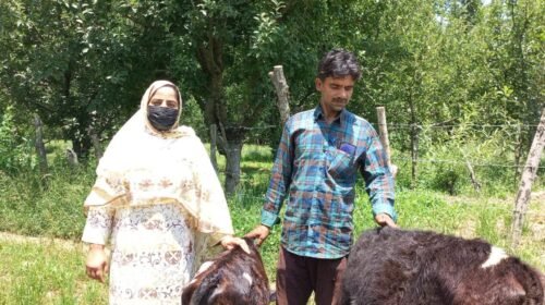 Anantnag woman says she became financially independent in just two years after starting dairy farm Kashmirdigits